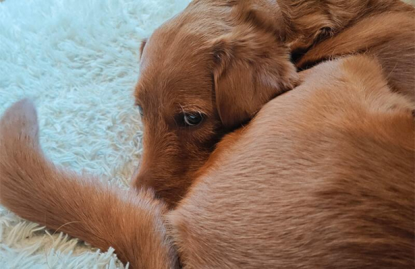 Обзор Xiaomi Pad 7: большого доступного планшета для работы и развлечений